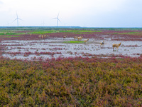 Wild elk run at the Dongtaitiaozini wetland in Yancheng, China, on October 18, 2024. (