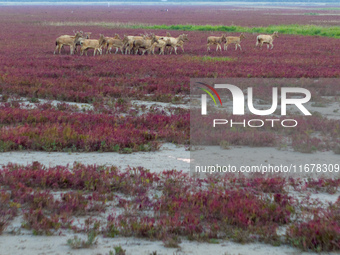 Wild elk run at the Dongtaitiaozini wetland in Yancheng, China, on October 18, 2024. (