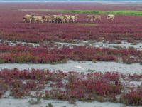 Wild elk run at the Dongtaitiaozini wetland in Yancheng, China, on October 18, 2024. (