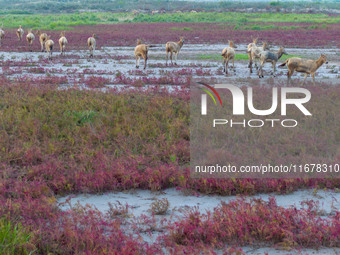 Wild elk run at the Dongtaitiaozini wetland in Yancheng, China, on October 18, 2024. (