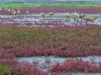 Wild elk run at the Dongtaitiaozini wetland in Yancheng, China, on October 18, 2024. (