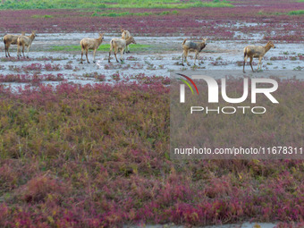 Wild elk run at the Dongtaitiaozini wetland in Yancheng, China, on October 18, 2024. (