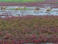 Wild elk run at the Dongtaitiaozini wetland in Yancheng, China, on October 18, 2024. (