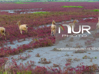 Wild elk run at the Dongtaitiaozini wetland in Yancheng, China, on October 18, 2024. (