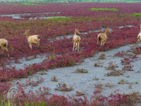 Wild elk run at the Dongtaitiaozini wetland in Yancheng, China, on October 18, 2024. (