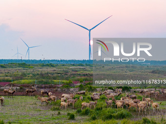 Wild elk run at the Dongtaitiaozini wetland in Yancheng, China, on October 18, 2024. (