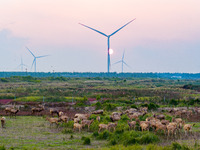 Wild elk run at the Dongtaitiaozini wetland in Yancheng, China, on October 18, 2024. (