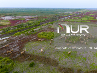 Wild elk run at the Dongtaitiaozini wetland in Yancheng, China, on October 18, 2024. (