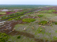 Wild elk run at the Dongtaitiaozini wetland in Yancheng, China, on October 18, 2024. (