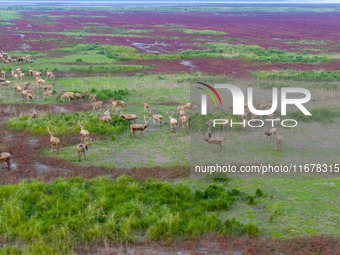 Wild elk run at the Dongtaitiaozini wetland in Yancheng, China, on October 18, 2024. (