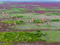 Wild elk run at the Dongtaitiaozini wetland in Yancheng, China, on October 18, 2024. (