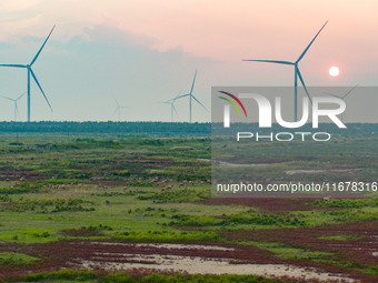 Wild elk run at the Dongtaitiaozini wetland in Yancheng, China, on October 18, 2024. (