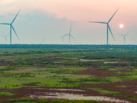 Wild elk run at the Dongtaitiaozini wetland in Yancheng, China, on October 18, 2024. (