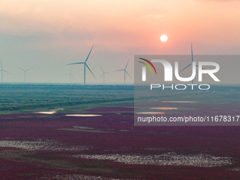 Wild elk run at the Dongtaitiaozini wetland in Yancheng, China, on October 18, 2024. (