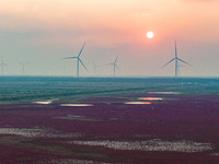 Wild elk run at the Dongtaitiaozini wetland in Yancheng, China, on October 18, 2024. (