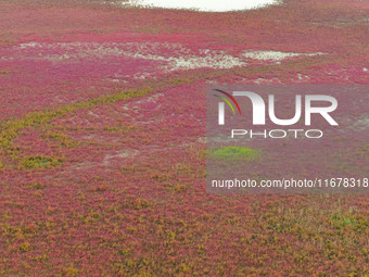 Wild elk run at the Dongtaitiaozini wetland in Yancheng, China, on October 18, 2024. (