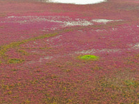 Wild elk run at the Dongtaitiaozini wetland in Yancheng, China, on October 18, 2024. (