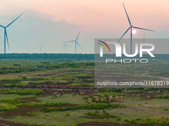 Wild elk run at the Dongtaitiaozini wetland in Yancheng, China, on October 18, 2024. (