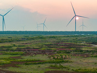 Wild elk run at the Dongtaitiaozini wetland in Yancheng, China, on October 18, 2024. (