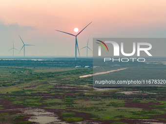 Wild elk run at the Dongtaitiaozini wetland in Yancheng, China, on October 18, 2024. (