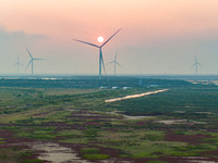 Wild elk run at the Dongtaitiaozini wetland in Yancheng, China, on October 18, 2024. (