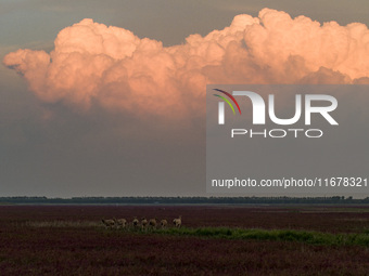 Wild elk run at the Dongtaitiaozini wetland in Yancheng, China, on October 18, 2024. (