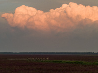 Wild elk run at the Dongtaitiaozini wetland in Yancheng, China, on October 18, 2024. (