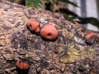 King Alfred's Cakes (Daldinia concentrica), also known as cramp balls or coal fungus, is an ancient firelighting fungus of the Hypoxylaceae...