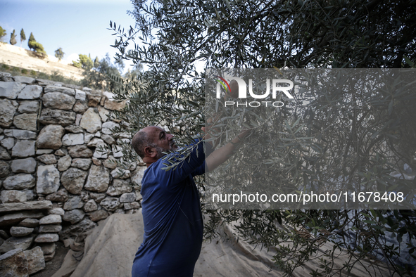 Palestinians, helped by volunteers, harvest their olives in the Silwan neighborhood of East Jerusalem, on October 18, 2024. 