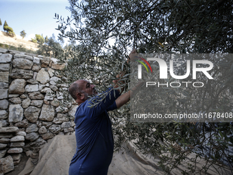 Palestinians, helped by volunteers, harvest their olives in the Silwan neighborhood of East Jerusalem, on October 18, 2024. (