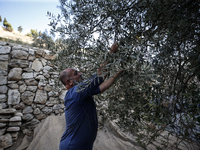 Palestinians, helped by volunteers, harvest their olives in the Silwan neighborhood of East Jerusalem, on October 18, 2024. (