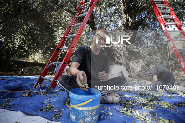 Palestinians, helped by volunteers, harvest their olives in the Silwan neighborhood of East Jerusalem, on October 18, 2024. 