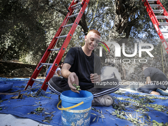 Palestinians, helped by volunteers, harvest their olives in the Silwan neighborhood of East Jerusalem, on October 18, 2024. (