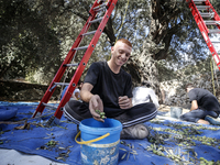 Palestinians, helped by volunteers, harvest their olives in the Silwan neighborhood of East Jerusalem, on October 18, 2024. (