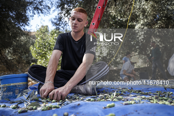 Palestinians, helped by volunteers, harvest their olives in the Silwan neighborhood of East Jerusalem, on October 18, 2024. 