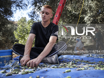 Palestinians, helped by volunteers, harvest their olives in the Silwan neighborhood of East Jerusalem, on October 18, 2024. (