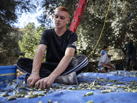 Palestinians, helped by volunteers, harvest their olives in the Silwan neighborhood of East Jerusalem, on October 18, 2024. (