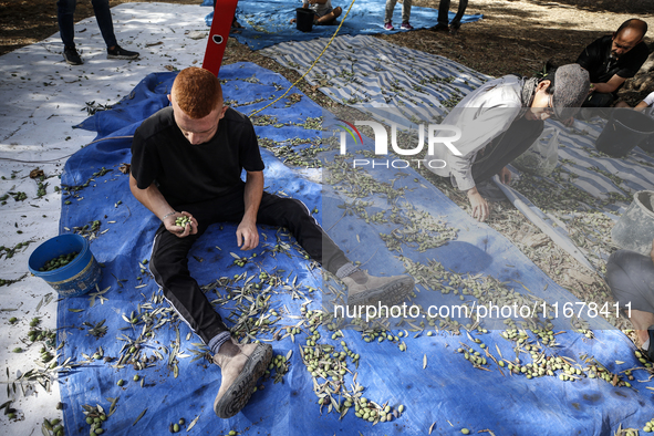 Palestinians, helped by volunteers, harvest their olives in the Silwan neighborhood of East Jerusalem, on October 18, 2024. 