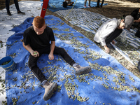 Palestinians, helped by volunteers, harvest their olives in the Silwan neighborhood of East Jerusalem, on October 18, 2024. (