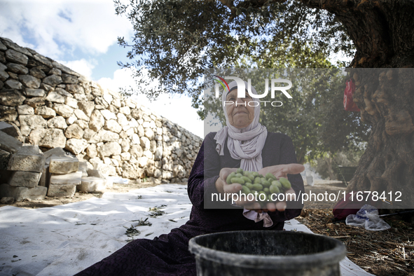 Palestinians, helped by volunteers, harvest their olives in the Silwan neighborhood of East Jerusalem, on October 18, 2024. 