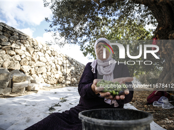 Palestinians, helped by volunteers, harvest their olives in the Silwan neighborhood of East Jerusalem, on October 18, 2024. (