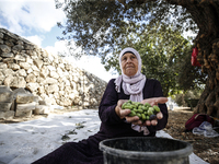 Palestinians, helped by volunteers, harvest their olives in the Silwan neighborhood of East Jerusalem, on October 18, 2024. (