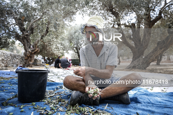 Palestinians, helped by volunteers, harvest their olives in the Silwan neighborhood of East Jerusalem, on October 18, 2024. 