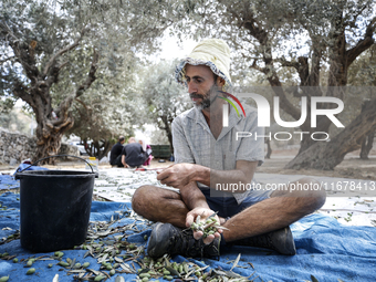 Palestinians, helped by volunteers, harvest their olives in the Silwan neighborhood of East Jerusalem, on October 18, 2024. (