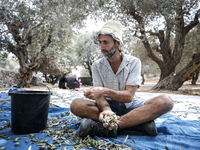 Palestinians, helped by volunteers, harvest their olives in the Silwan neighborhood of East Jerusalem, on October 18, 2024. (