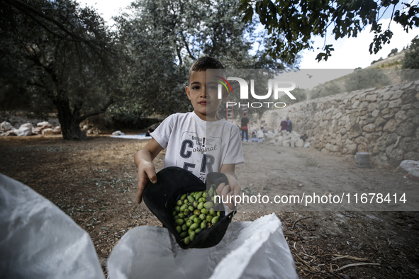 Palestinians, helped by volunteers, harvest their olives in the Silwan neighborhood of East Jerusalem, on October 18, 2024. 