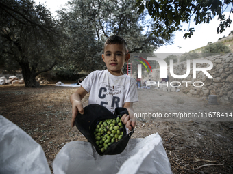 Palestinians, helped by volunteers, harvest their olives in the Silwan neighborhood of East Jerusalem, on October 18, 2024. (