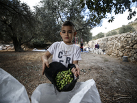 Palestinians, helped by volunteers, harvest their olives in the Silwan neighborhood of East Jerusalem, on October 18, 2024. (