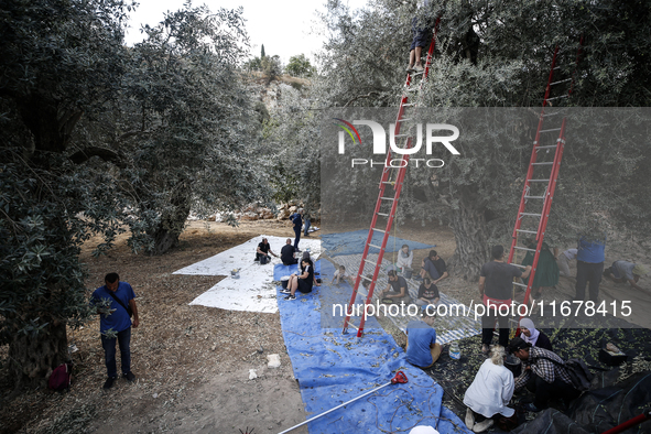 Palestinians, helped by volunteers, harvest their olives in the Silwan neighborhood of East Jerusalem, on October 18, 2024. 