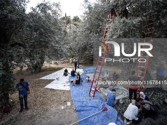 Palestinians, helped by volunteers, harvest their olives in the Silwan neighborhood of East Jerusalem, on October 18, 2024. (